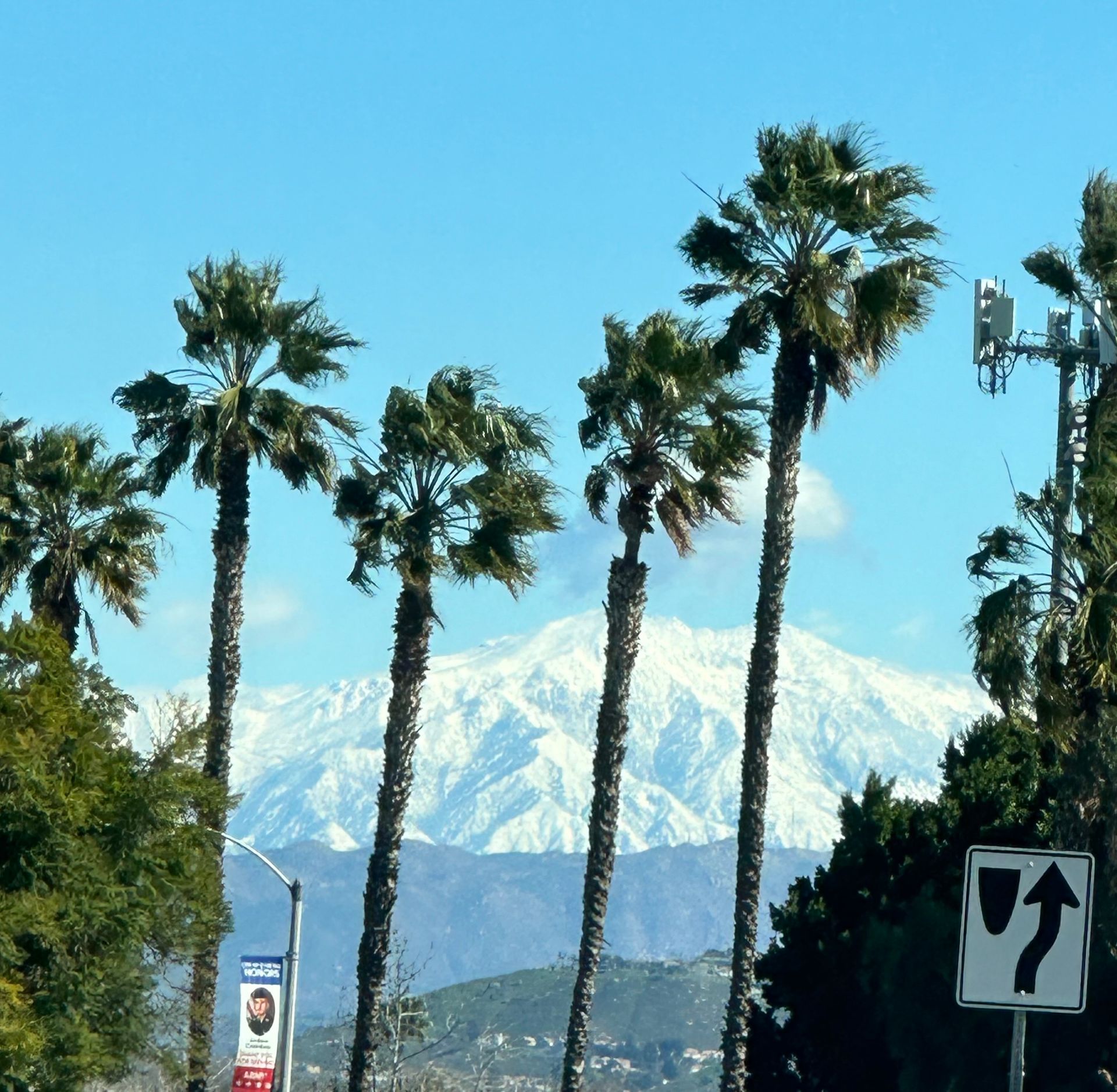 Palm Trees and Snowy Mountains